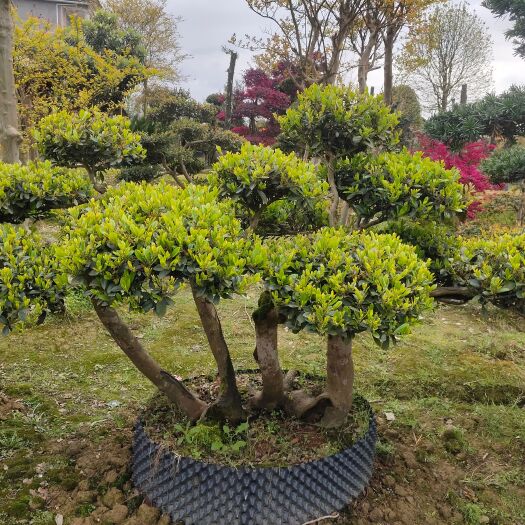 龙山县树桩盆景:中华文木