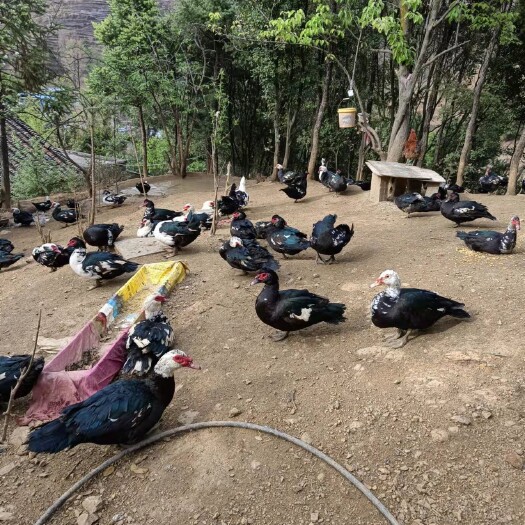 威宁县 火鸭