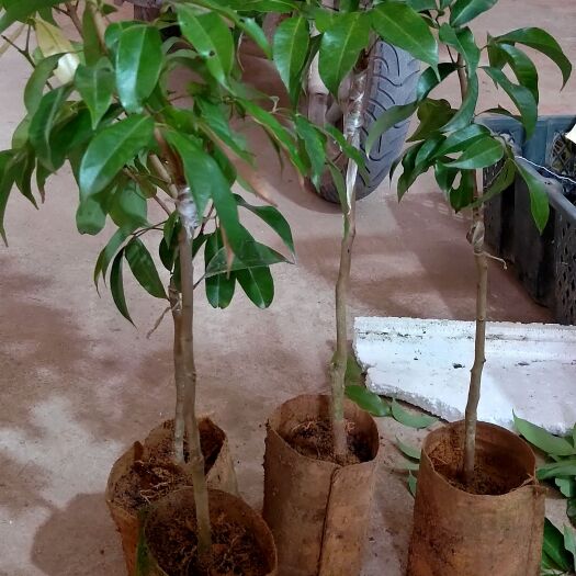 灵山县冰荔苗 冰荔荔枝苗，