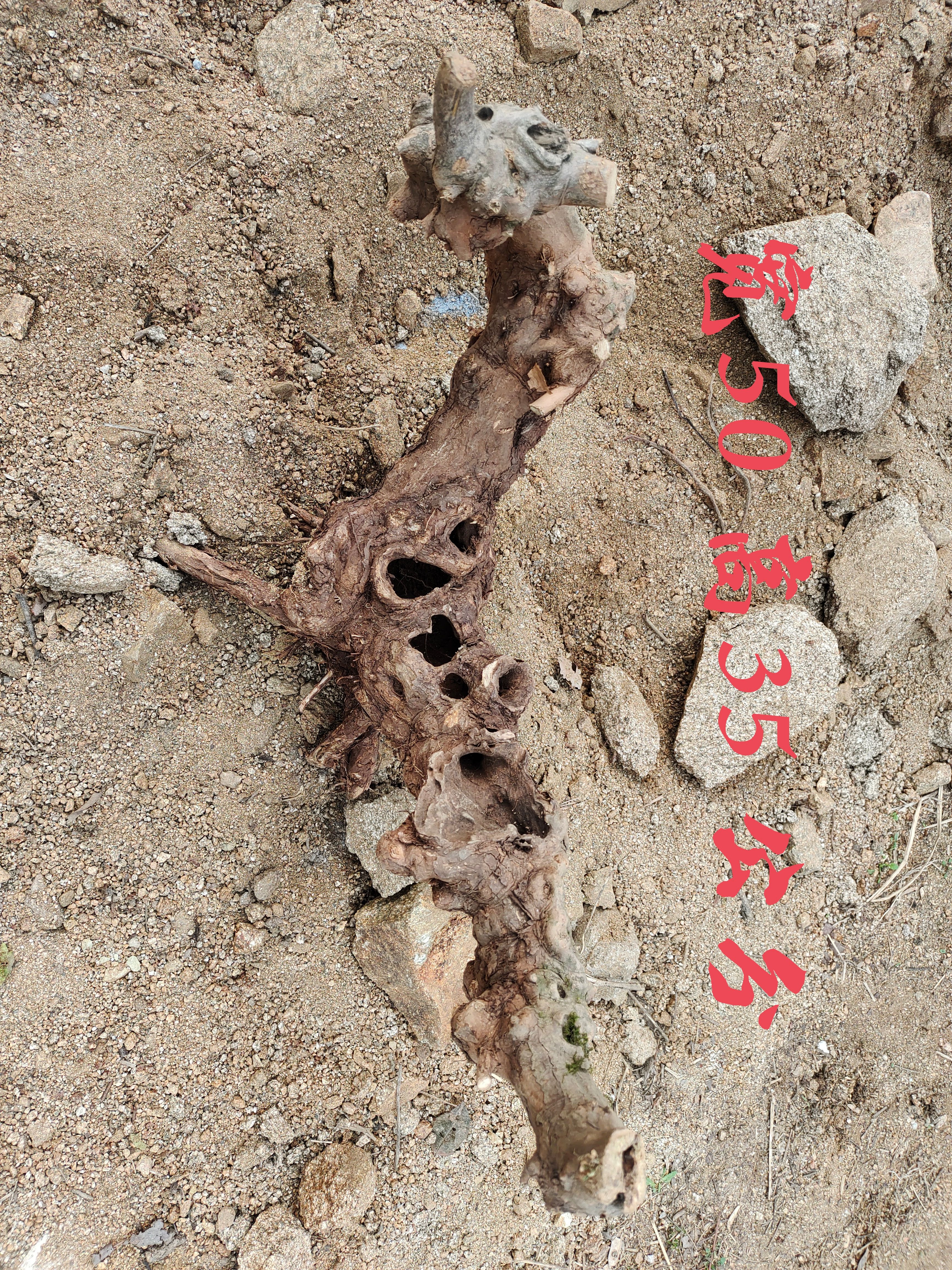 黄荆桩 黄荆镂空老桩