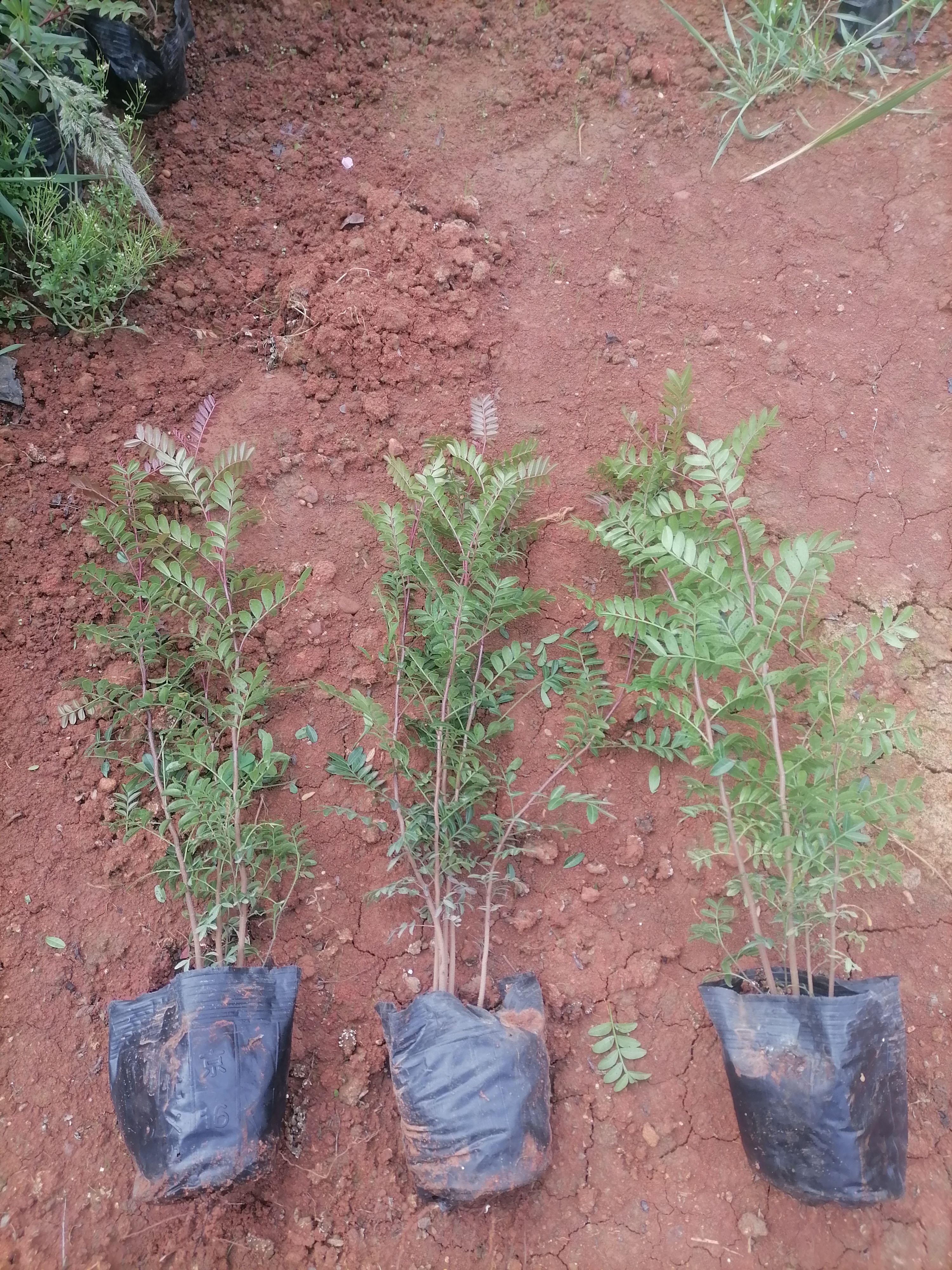 清香木    云南清香木   清香木小杯