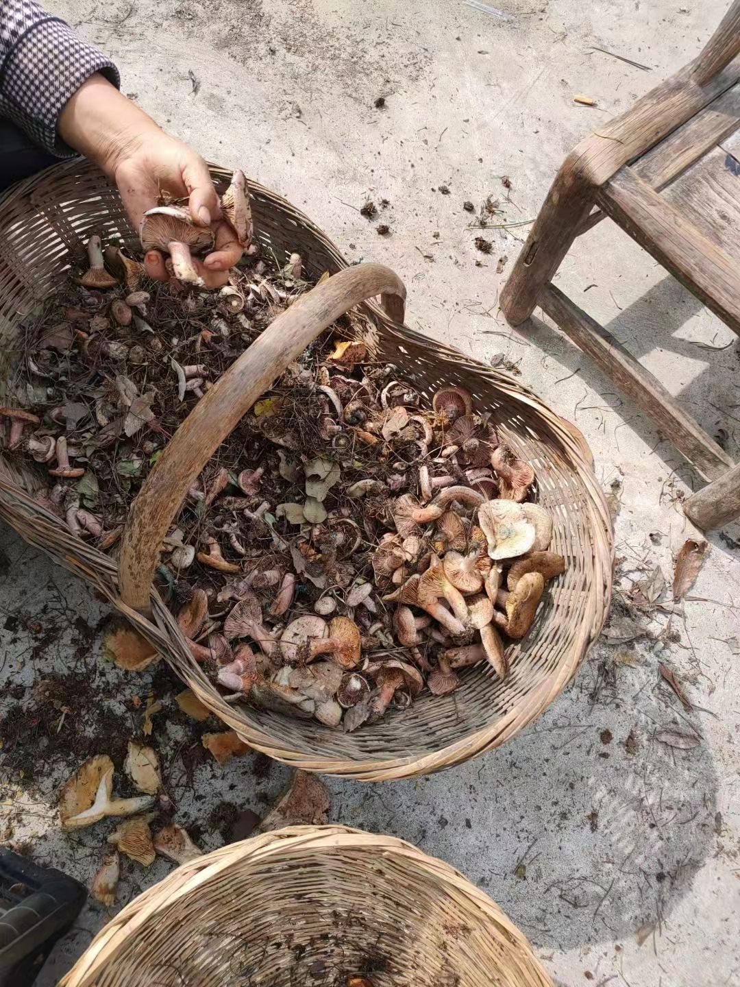 松乳菇 樅樹菌，寒菌  烏菌季節(jié)果蔬大自然綠色食材新鮮供應(yīng)