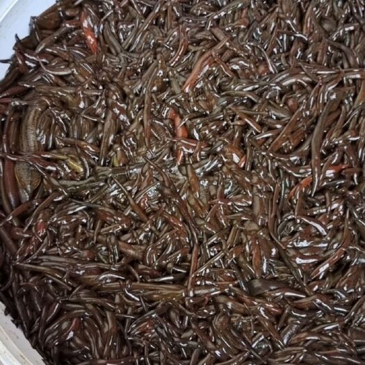 樟树市茶色蛭 江西蚂蝗