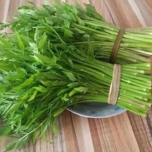 水芹菜，贵州冷泉水环境天然生长，非种植