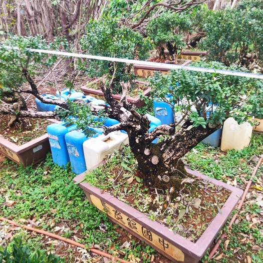 保山老桩小叶黄杨