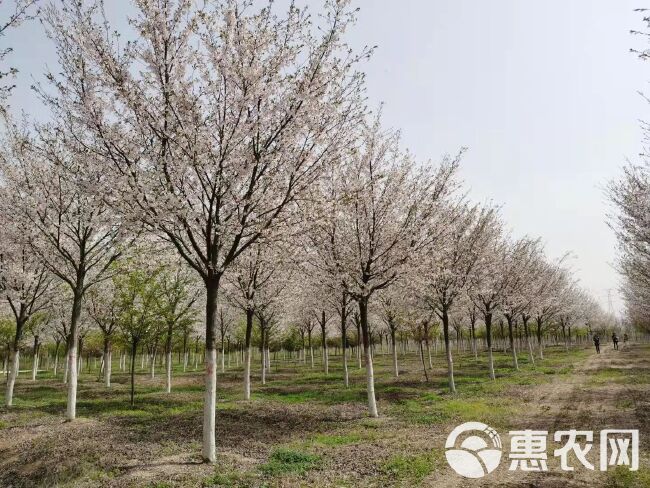 晚樱   樱花