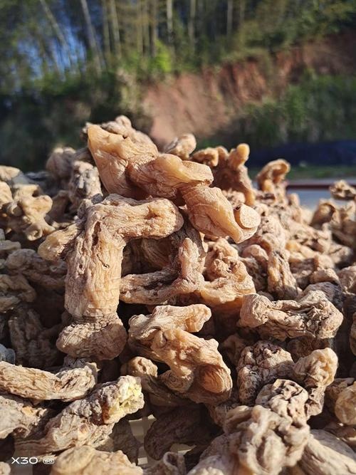 阳新县姜形黄精 干黄精，药典黄精干品