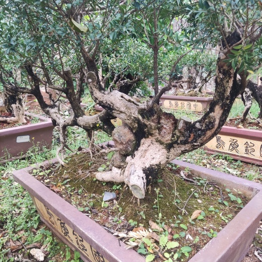 保山小叶黄杨老桩，树龄80年左右，