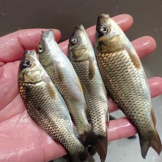 南宁优质杂交金背鲤鱼苗、花背鲤苗，鲤鱼苗，苗场直销、规格齐全，