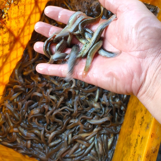 连云港泥鳅苗  杂交泥鳅青年苗耐低氧，适应能力强。其营养价值更高。