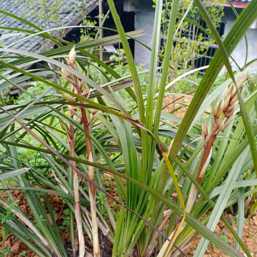新晃县蕙兰 不含盆 