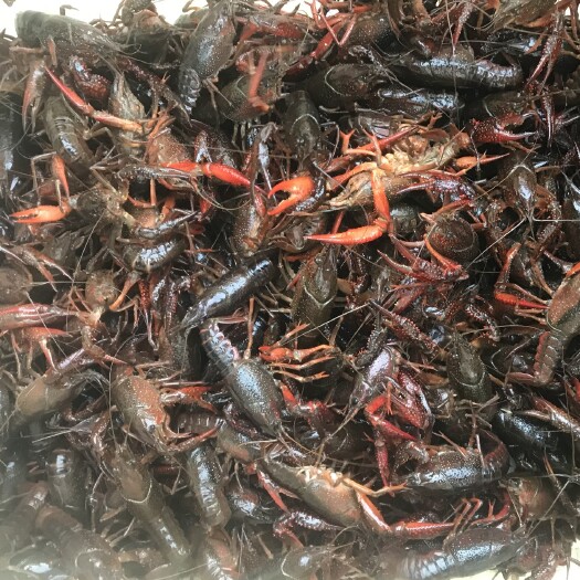 全椒县小龙虾苗 小龙虾龙虾苗，小青
