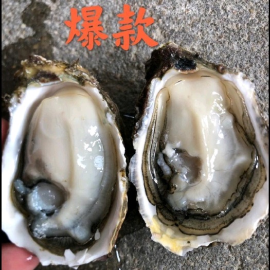诏安县电白牡蛎 精品生蚝 全国供应 鲜活一口蚝  福建诏安产地直发