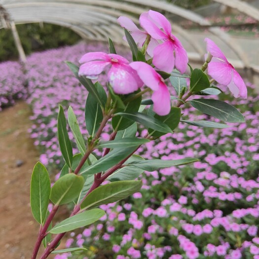 长春花  长春花10袋小杯苗  基地直供 一手货源