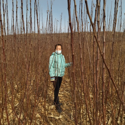 朝阳县国光苹果树苗 国光苹果苗