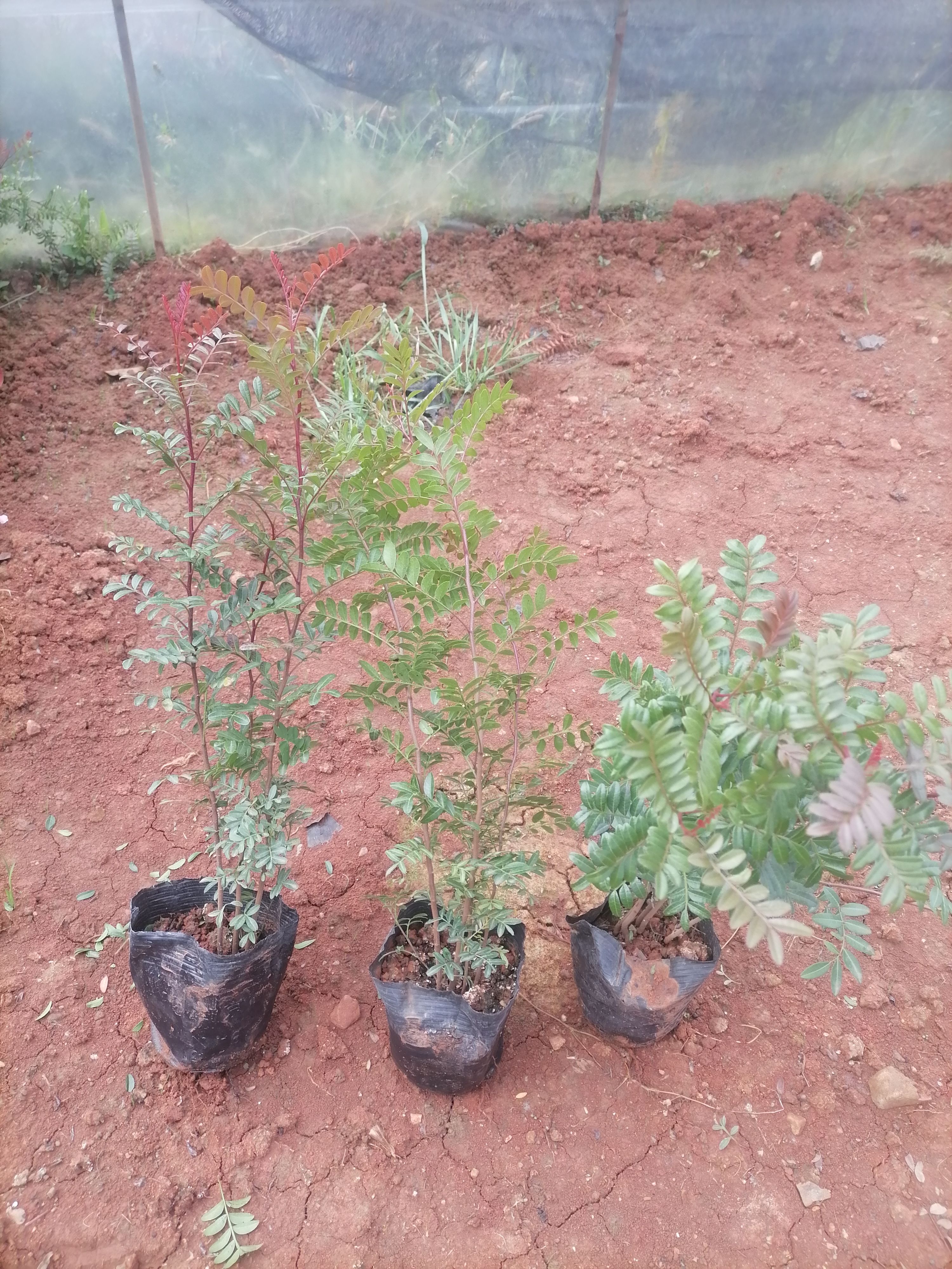 清香木    云南清香木   清香木小杯