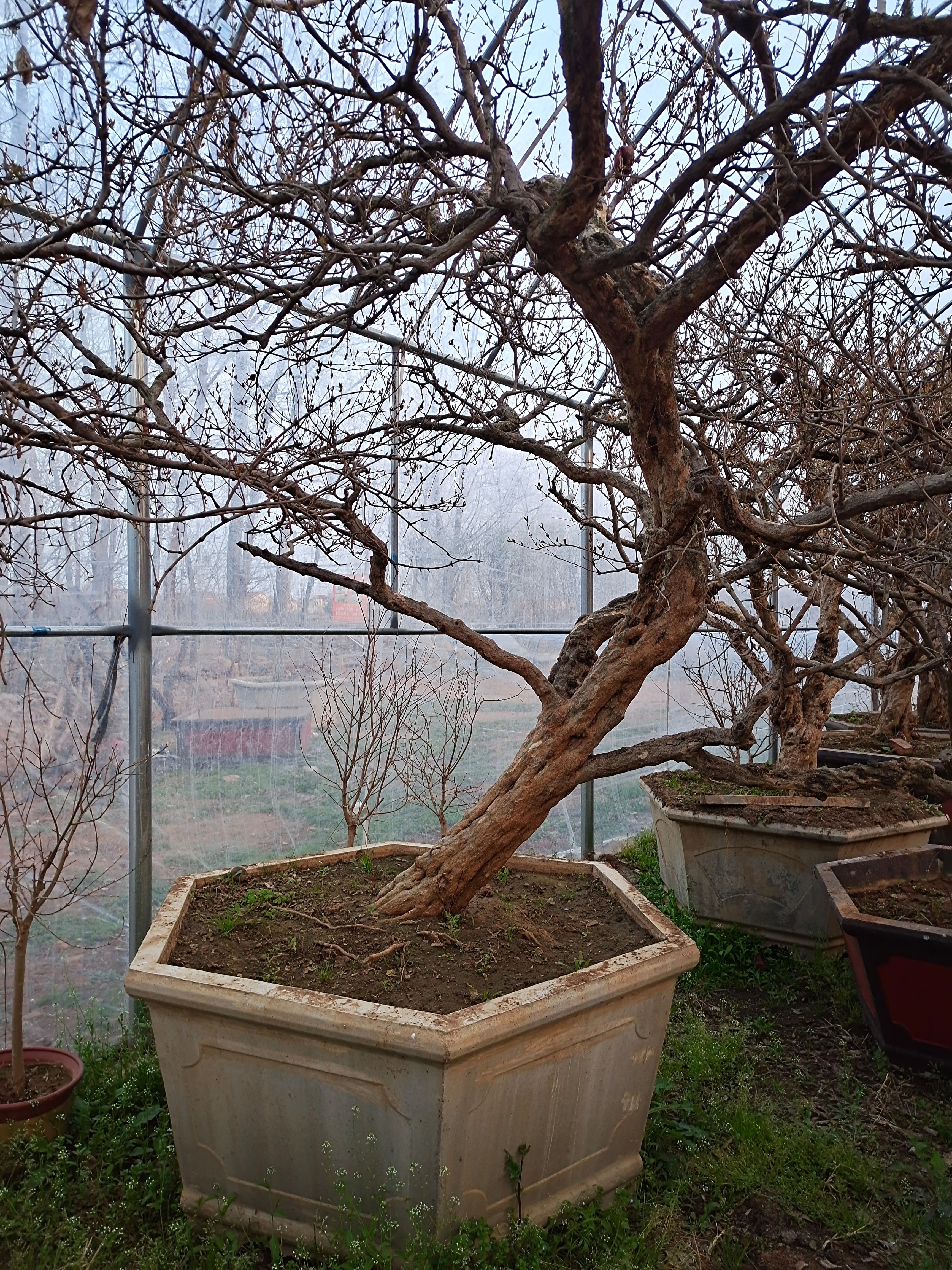 造型石榴树 古石榴树盆栽