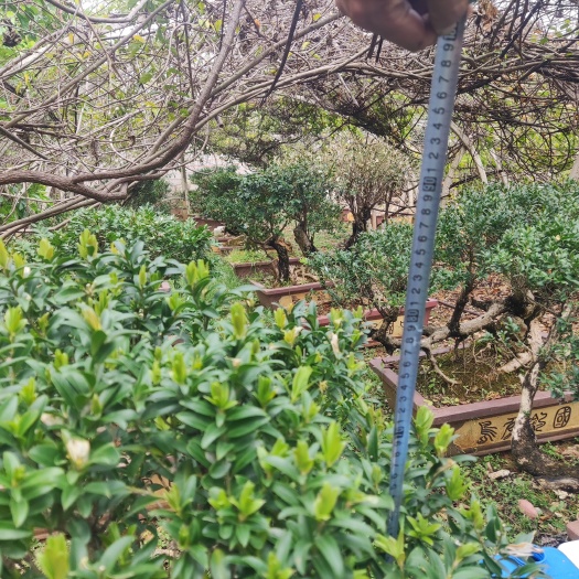 保山 小叶黄杨老桩，树龄80左右