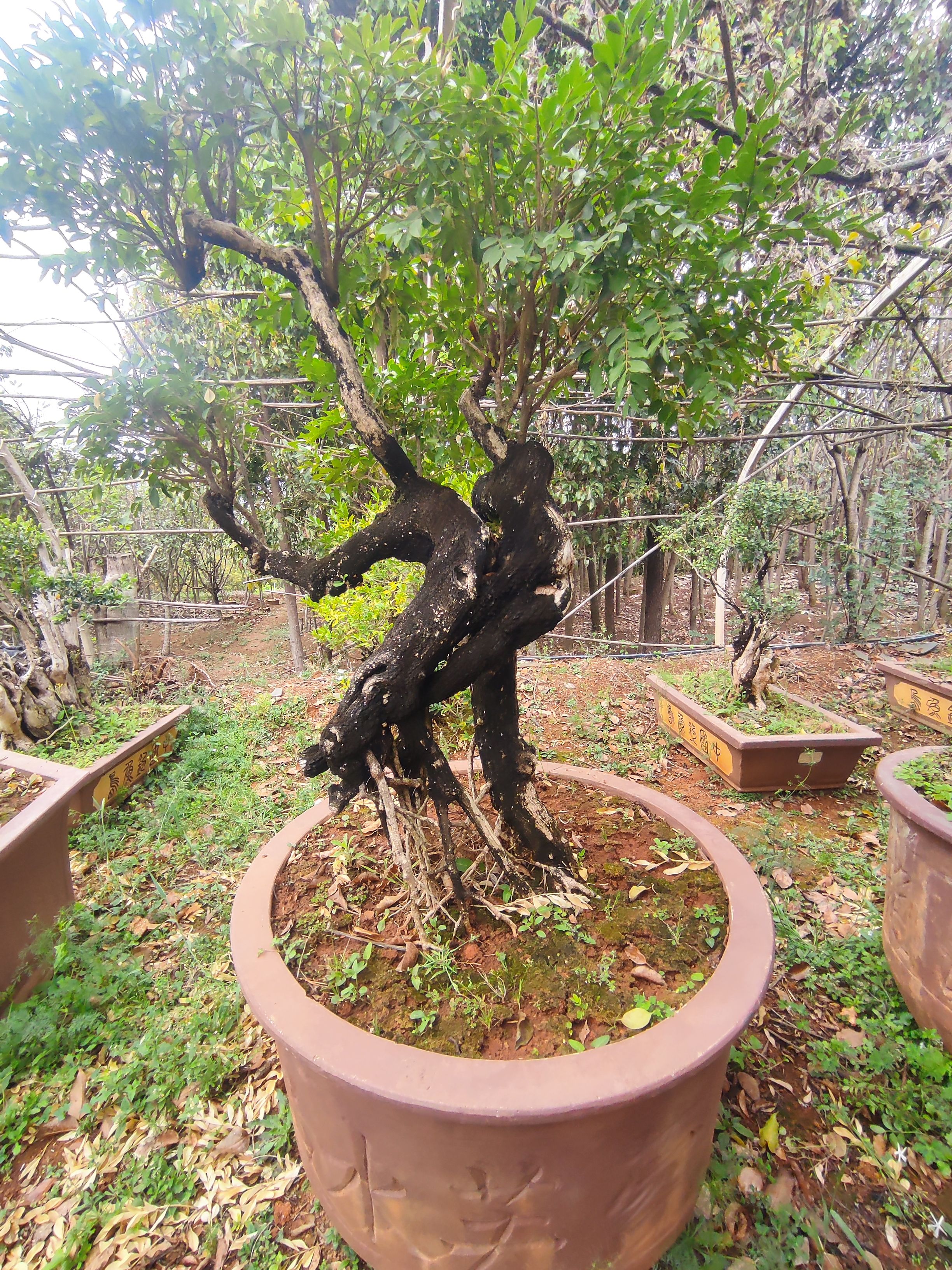 小叶黄杨 老桩黄杨，精品类别