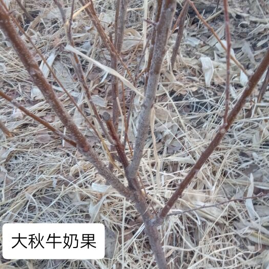 哈尔滨大红袍李子苗 低价处理果树苗 李子 大秋果