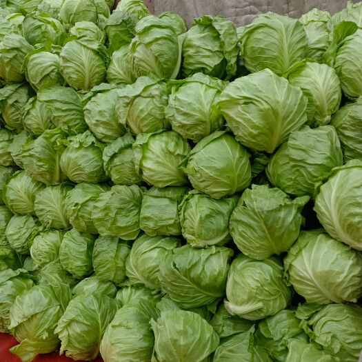 砀山县牛心甘蓝 包菜，甘蓝，牛心包菜，代发全国，诚信第一