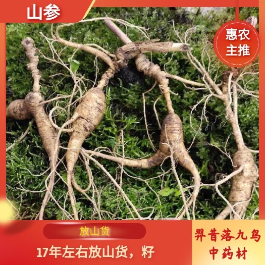 柳河县山参，放山货