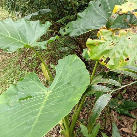 景洪市滴水观音种芋 