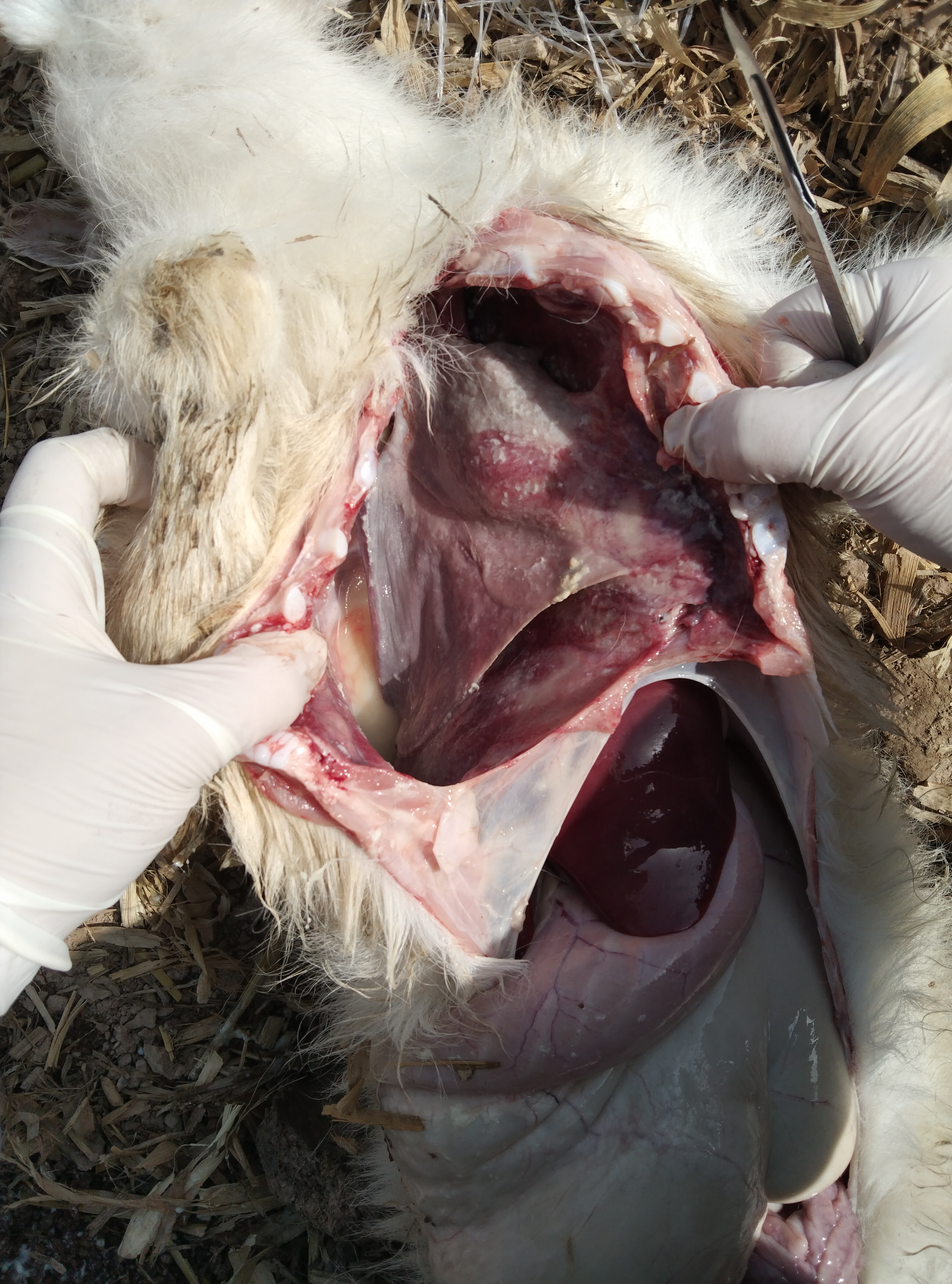 布病死胎羊羔的图片图片