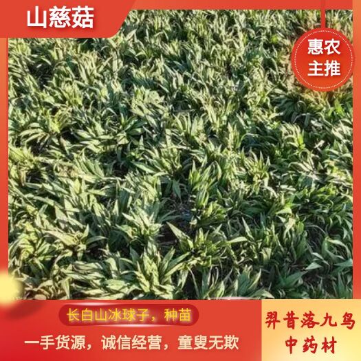 山慈菇  长白山冰球子，种苗