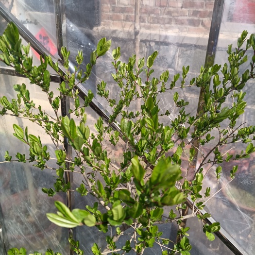 茶花树 沂蒙山茶