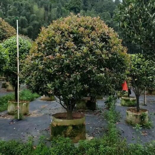 沭阳县红叶石楠球