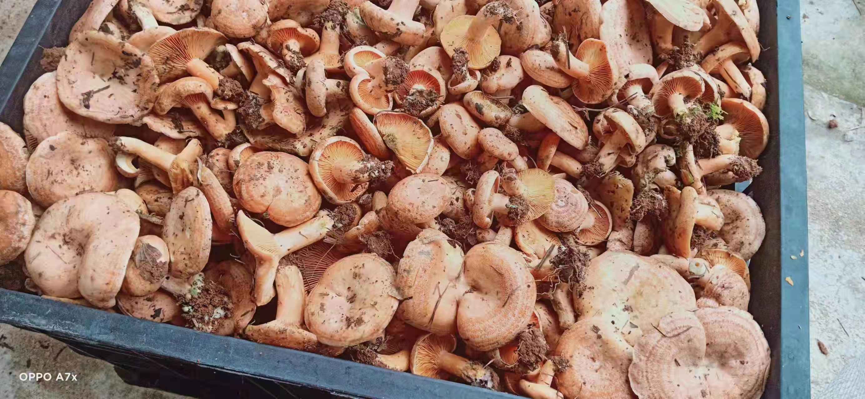蘄春縣松樹菌 來自大別山深處的美味野生樅樹菇已經上市了