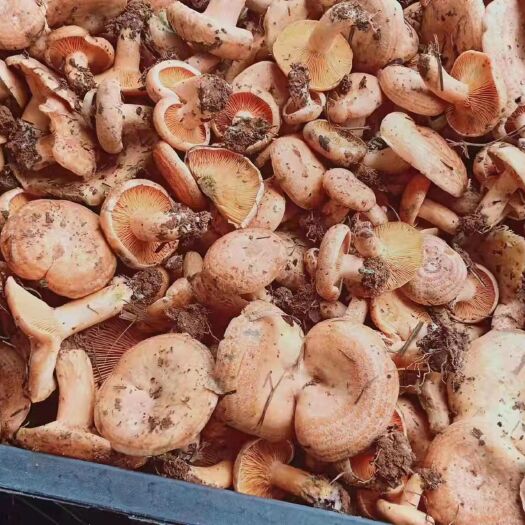 蕲春县松树菌 来自大别山深处的美味野生枞树菇已经上市了