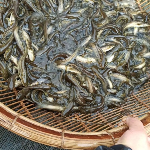 重庆市热销大口鲶鱼苗批发 鱼场直销一手货源包运输技术指导消毒下塘