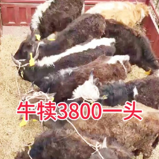 金堂县 改良黄牛犊 西门塔尔牛犊  小牛犊