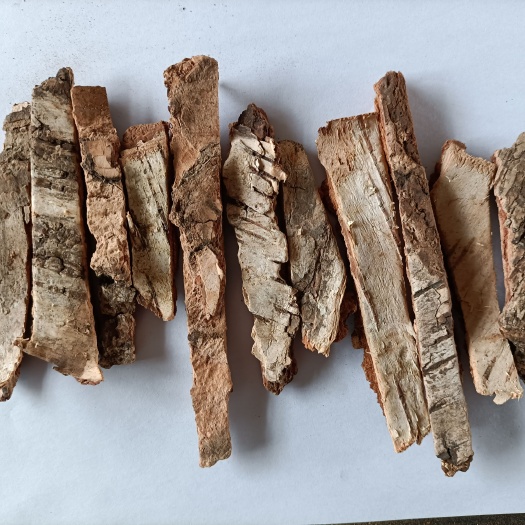 嫩江市白桦茸 桦树皮天然白桦树中药