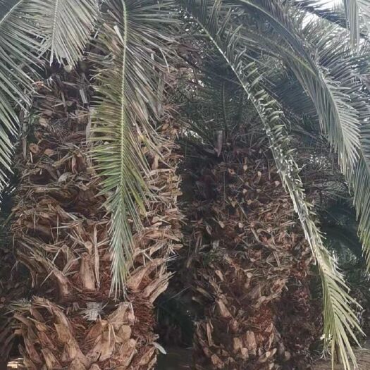 漳浦县加拿利海枣