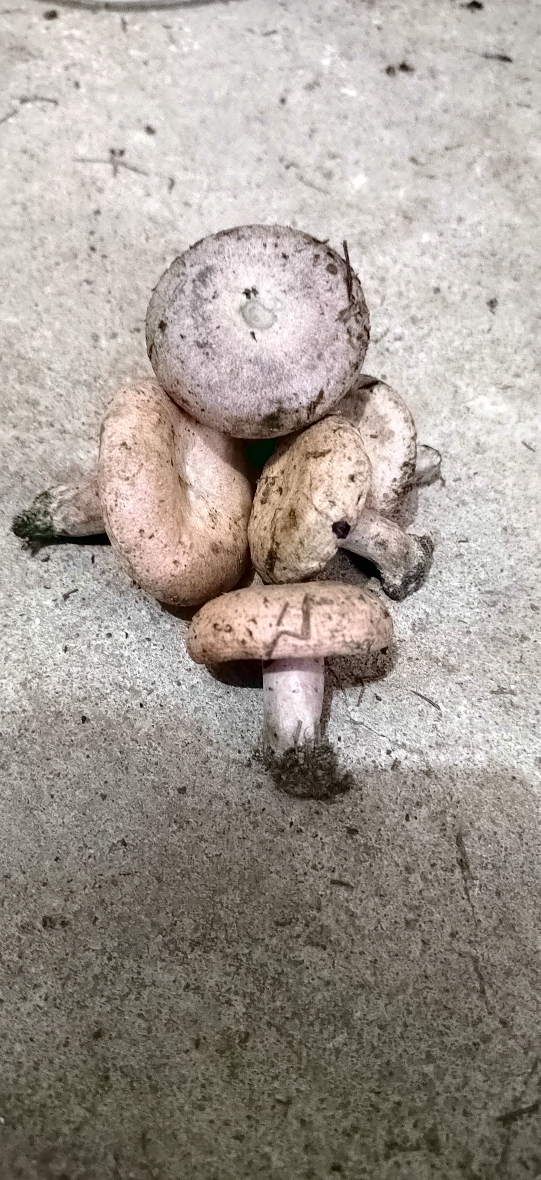 松乳菇 樅樹菌，寒菌  烏菌季節(jié)果蔬大自然綠色食材新鮮供應(yīng)