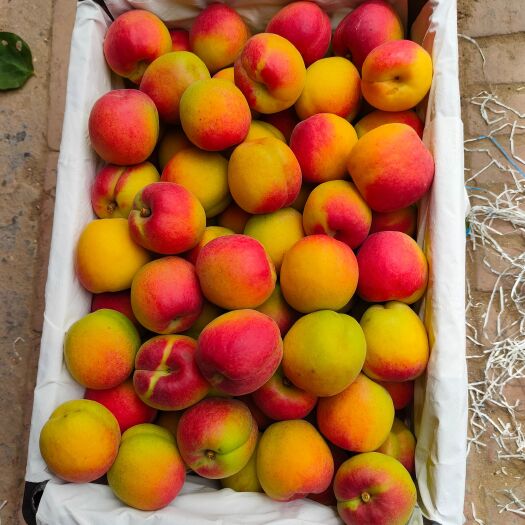 大荔县胭脂杏 太平红杏露天的在每年五月下旬开始上市