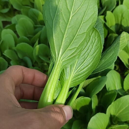 商丘上海青 油菜