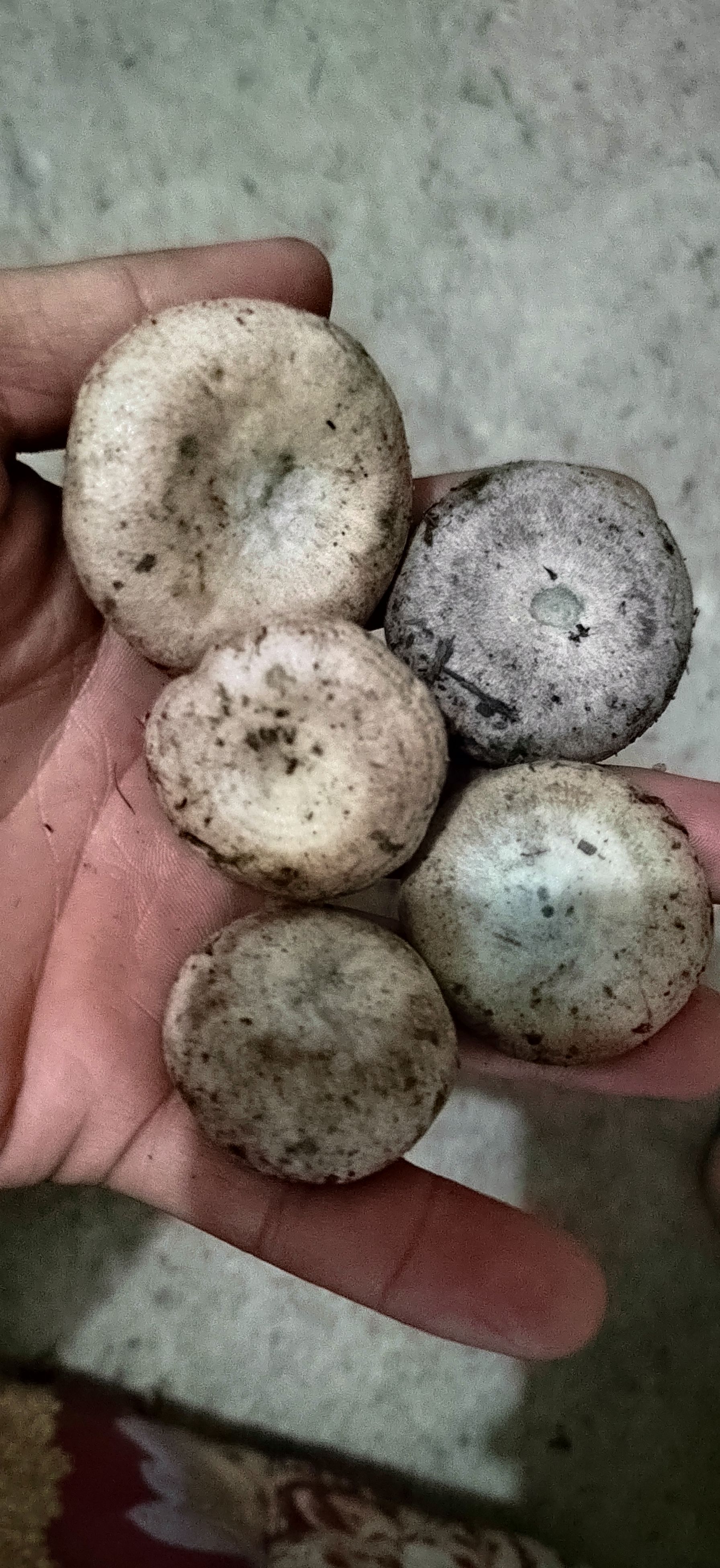 松乳菇 樅樹菌，寒菌  烏菌季節(jié)果蔬大自然綠色食材新鮮供應(yīng)