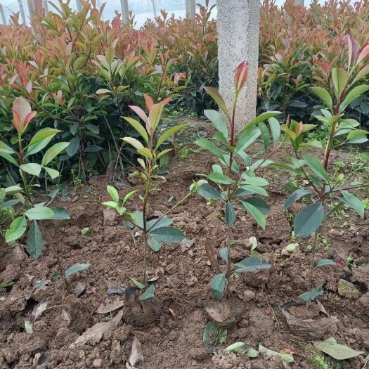 高杆红叶石楠 红叶石楠杯苗 质量好 成活率高