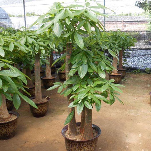 青岛三杆发财树 步步高发财树植物租赁 开业绿植 办公室绿植