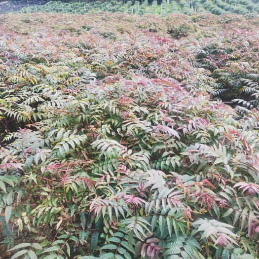 四季红油香椿苗，香椿苗，红油香椿苗