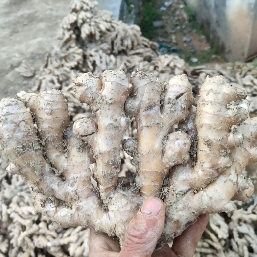 来凤县生姜 新鮮窖藏凤头姜开始出售了