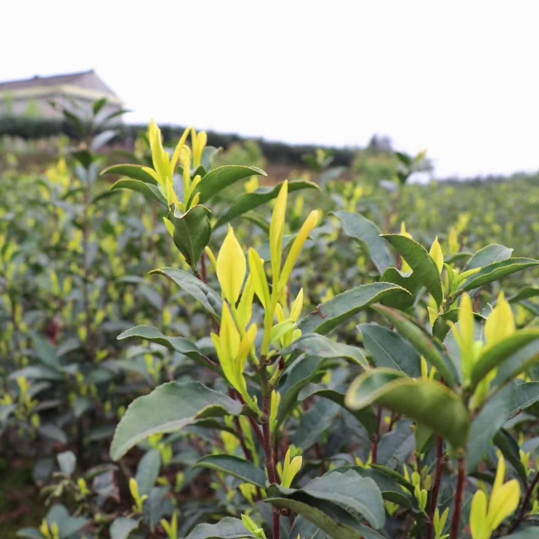  2024年新茶黄金茶 明前峨眉一级黄芽峨眉绿茶自产自销