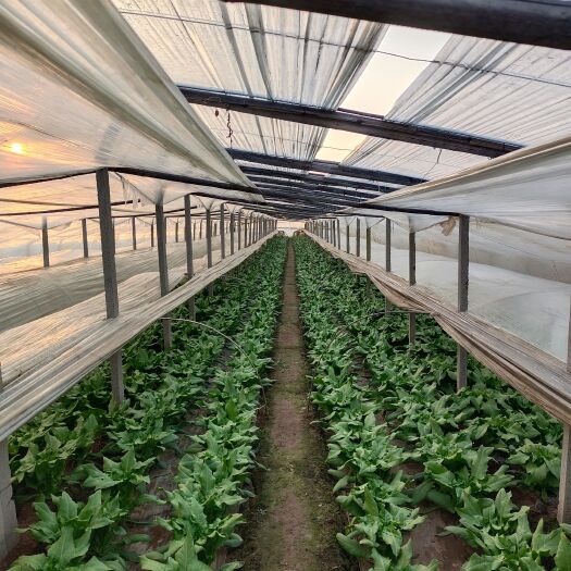 青州市种植大棚 新品上市，蔬菜大棚现采发货