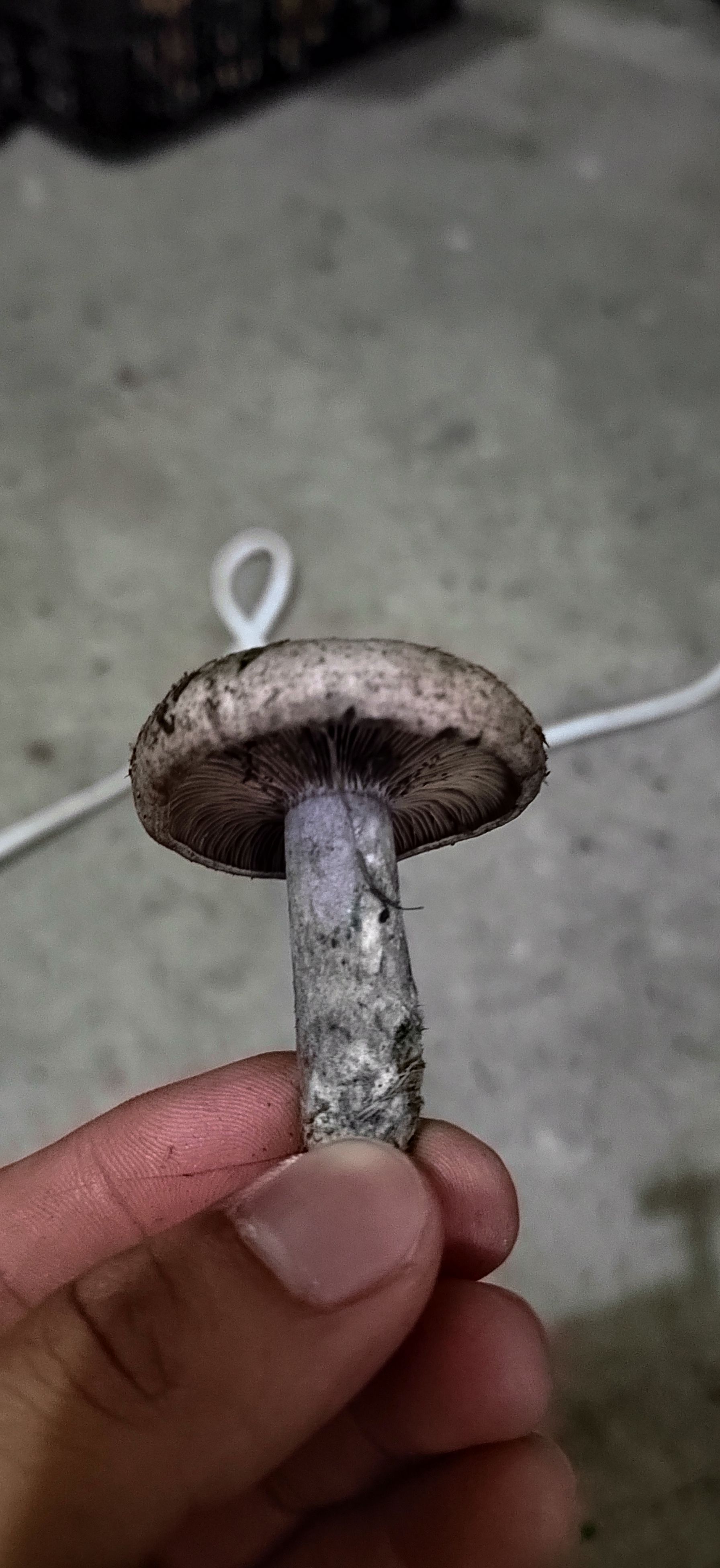 松乳菇 樅樹菌，寒菌  烏菌季節(jié)果蔬大自然綠色食材新鮮供應(yīng)