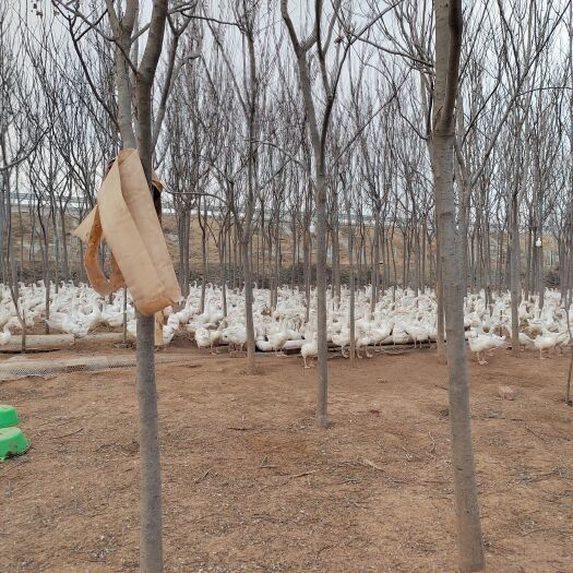 郑州 活鹅大鹅大白鹅小鹅