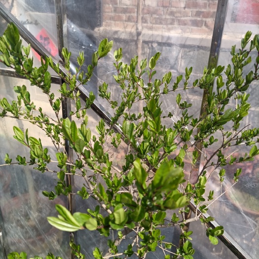 茶花树 沂蒙山茶